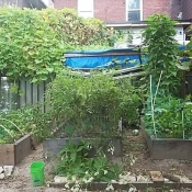 The Laneway Garden Project - After