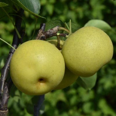 Pear-Nijisseiki (Asian)