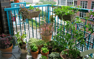 TreeMobile on Metro Morning! & Tips for apartment dwellers