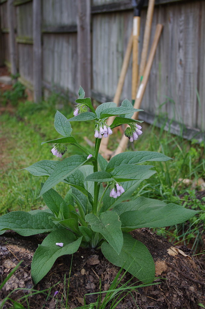 Russian Comfrey (Boking 4, Non-invasive) | Tree Mobile Toronto