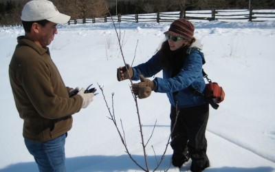 When to Prune Fruit Trees