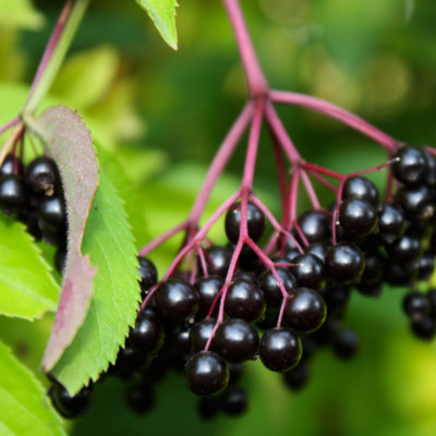 Elderberry 'Kent'