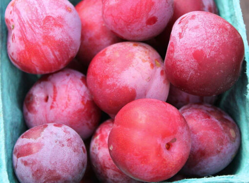 Plum-Toka