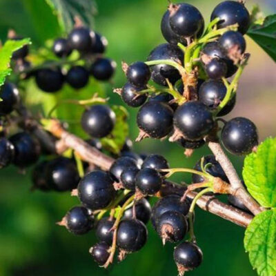 Currant 'Wellington' (bundle of 2)