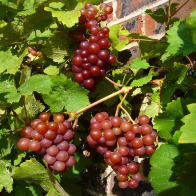 Grape-Canadice (Seedless red)