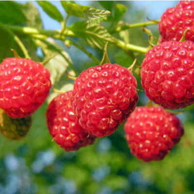 Raspberry-Mammoth (bundle of 2)